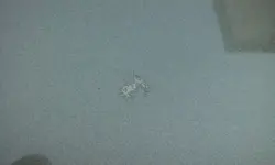 IMG-20180704-WA0007.webp IMG-20180704-WA0007.webp