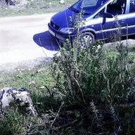 Kıyıegeli