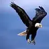 aduken